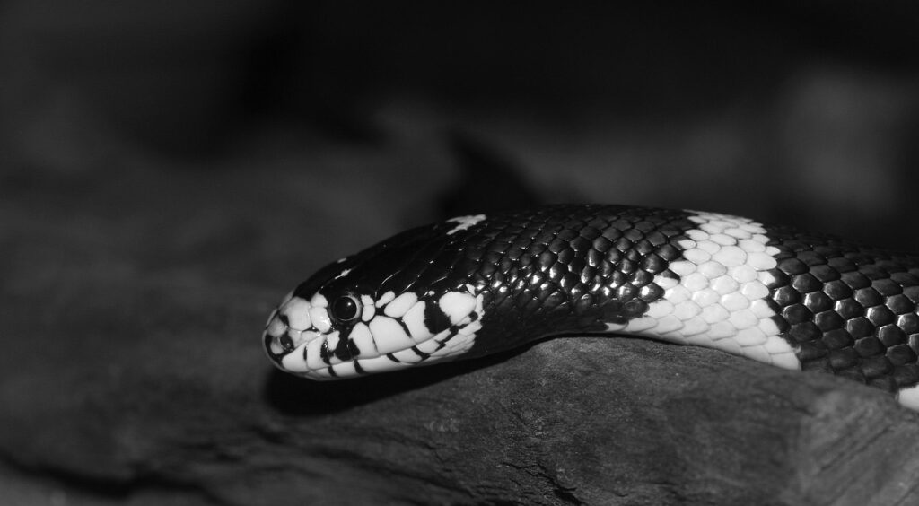 California Kingsnake