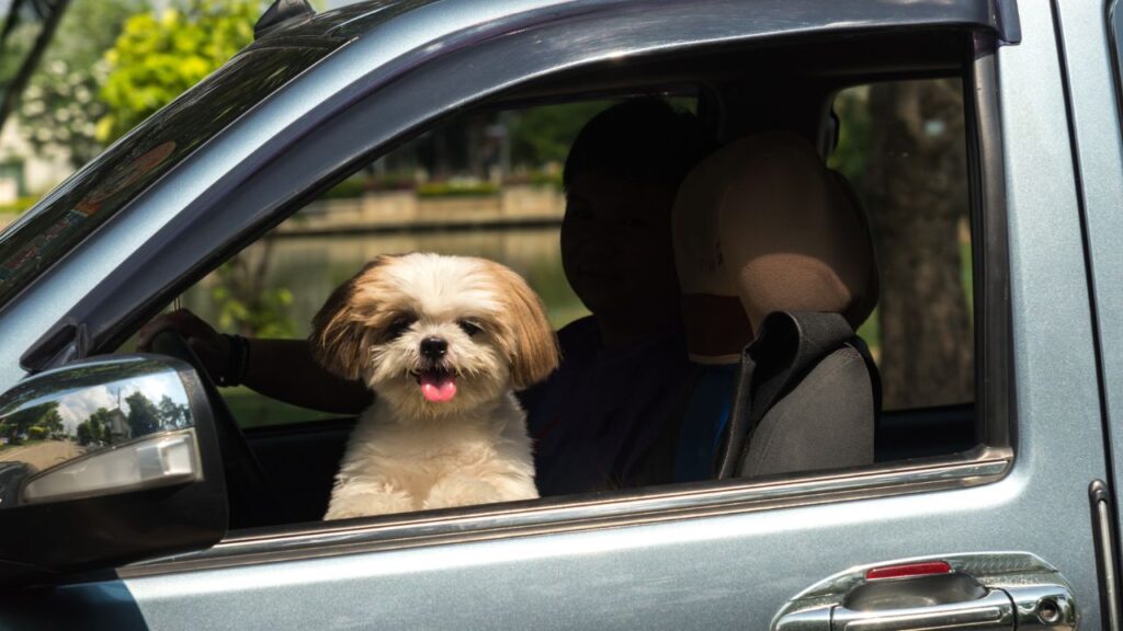 Shih Tzu in car