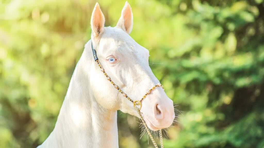 Akhal-Teke Horse