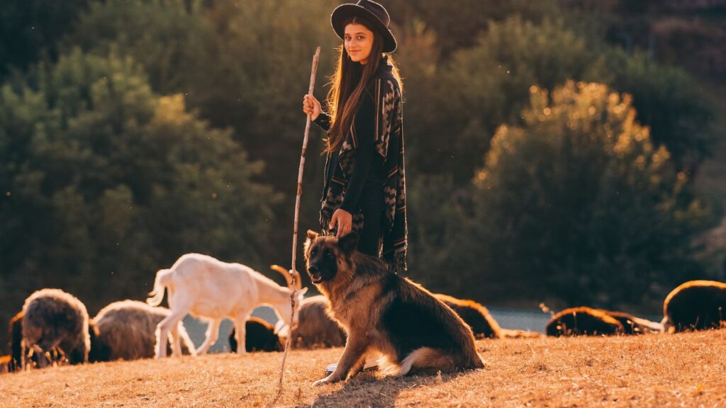 German Shepherd Herding