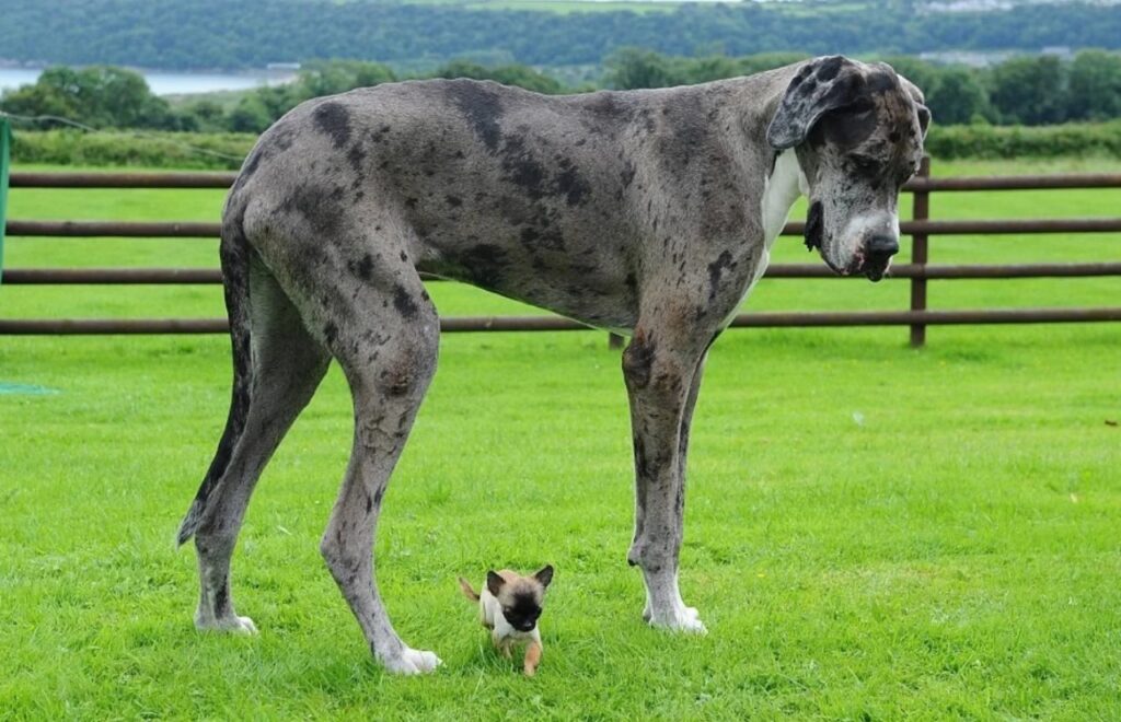 Great dane
