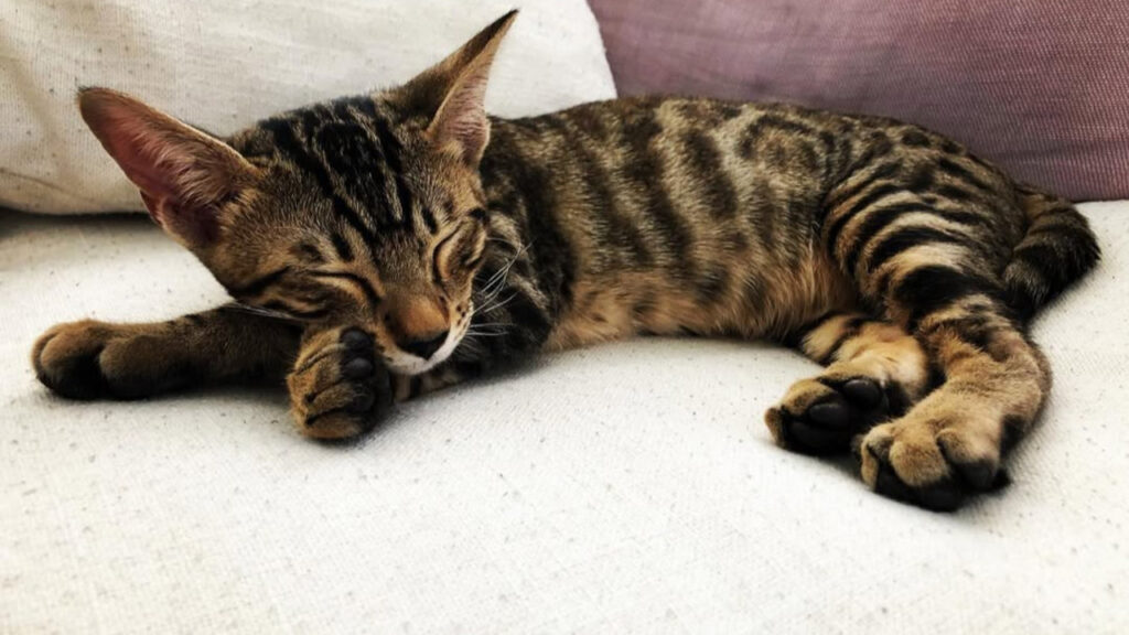 A Serengeti Cat slumbering