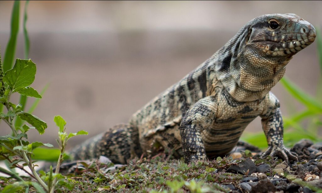 A Tegu Lizard