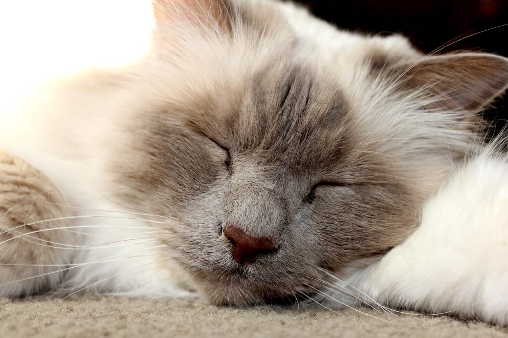 Birman cat