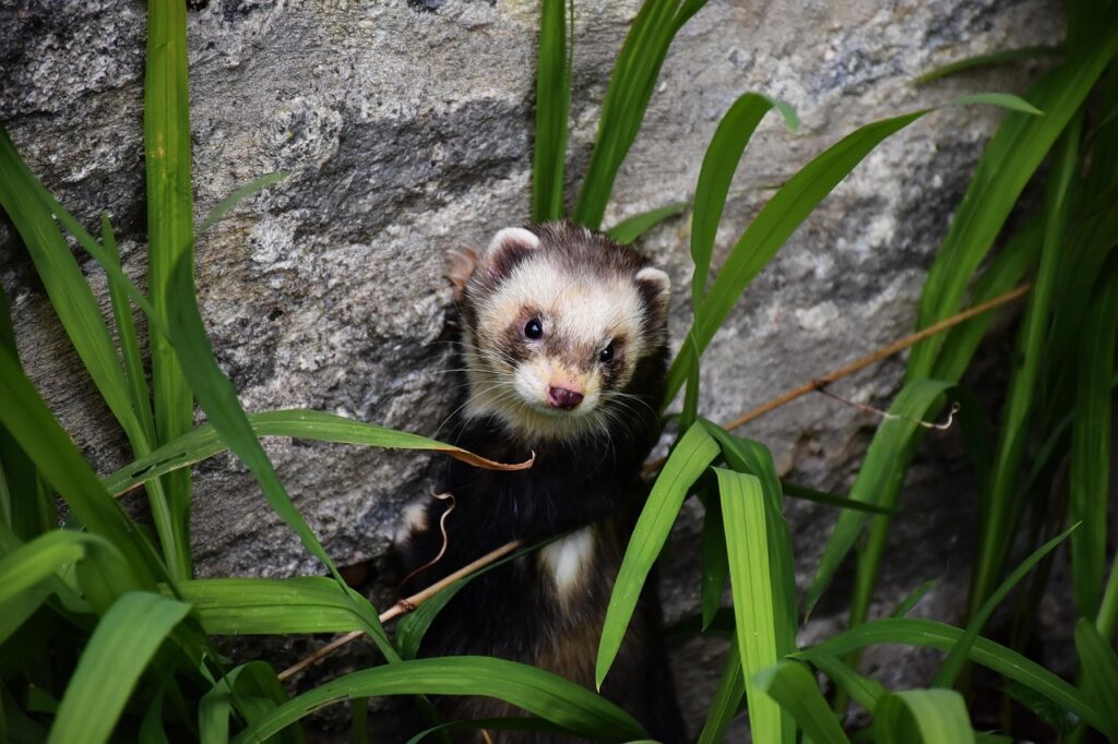 A Striped Polecat