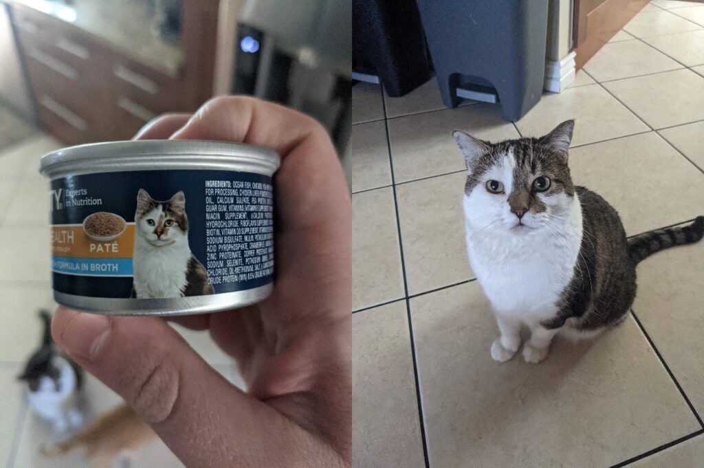 Cat Supplement