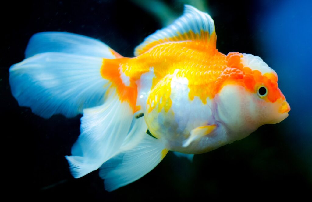 goldfish