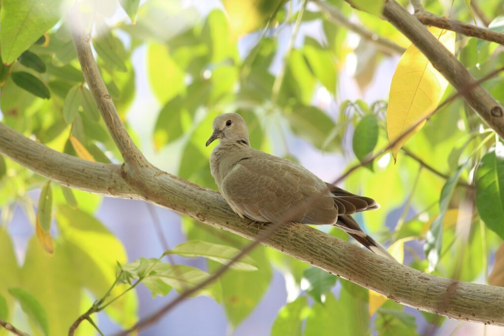 A Ring-necked Dove