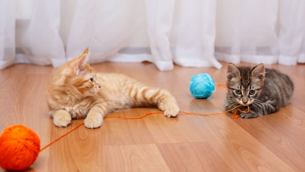 cats; Manage and Rotate Toys