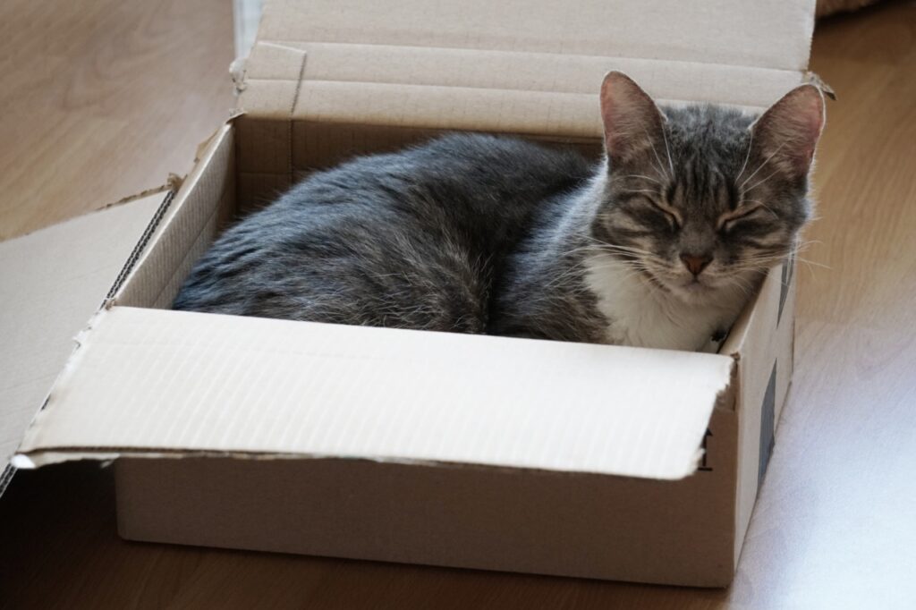 Cat inside box