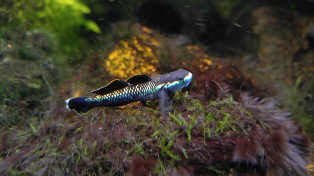 Blue neon goby (Stiphodon sp)