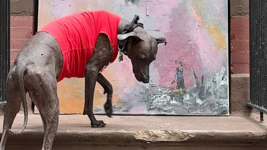 A Xolo outdoor