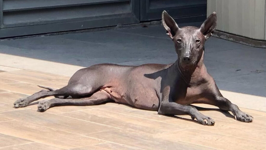 A Xolo resting