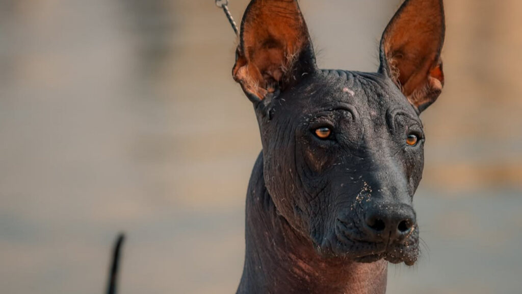 A fierce looking Xolo