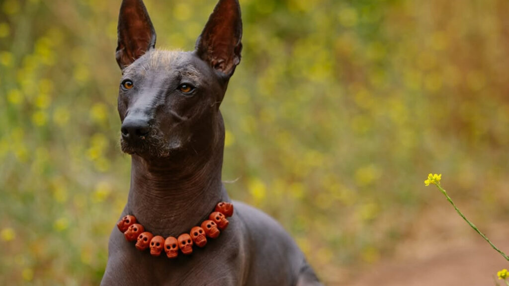  An alert Xolo