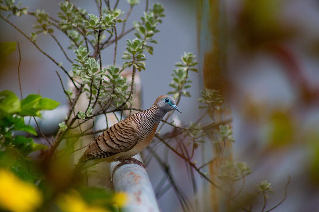 A Vibrant Ring-Necked Dove