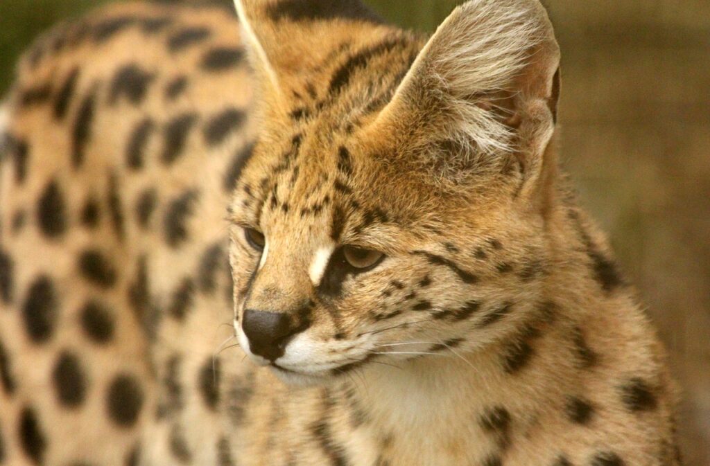 A curious serval