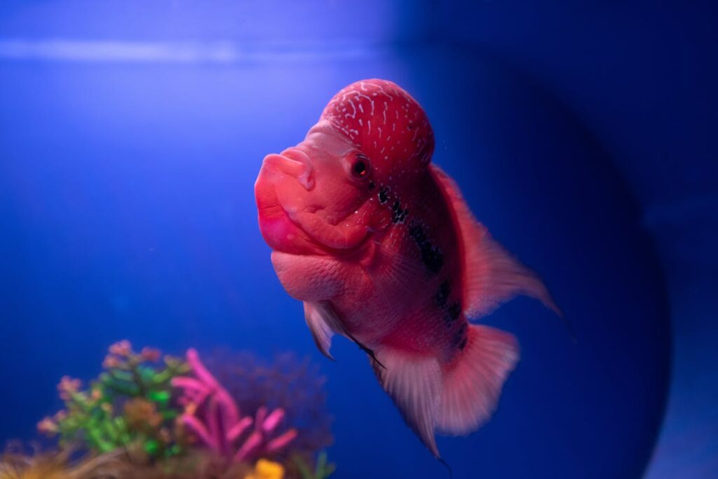 Flowerhorn Cichlid
