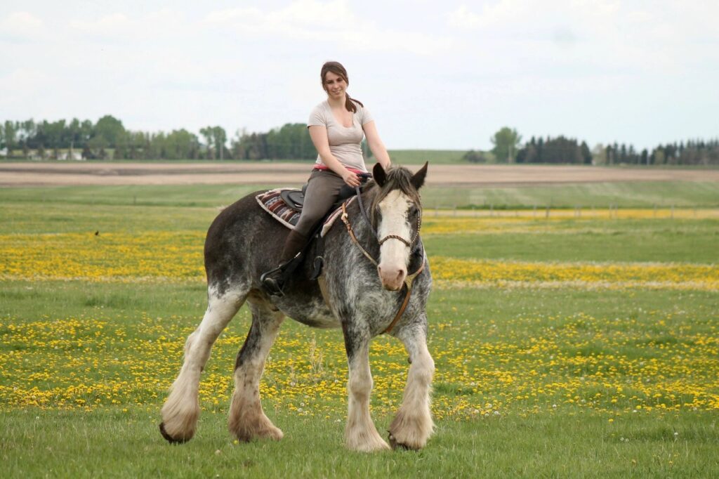 Clydesdale horse ride