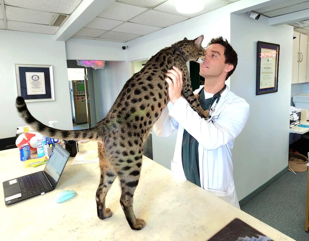 Savannah cat Giant