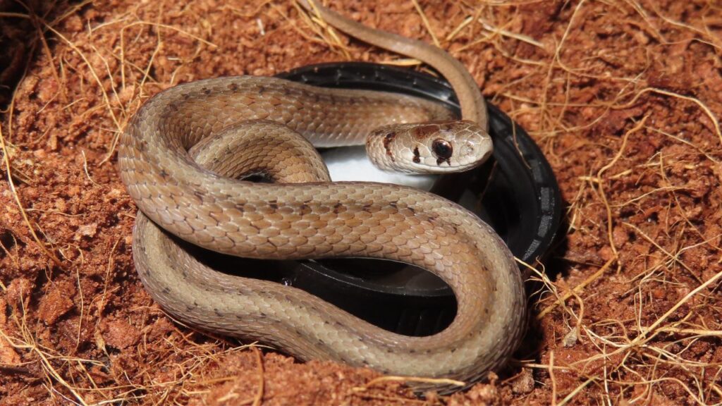 DeKay's brown snake
