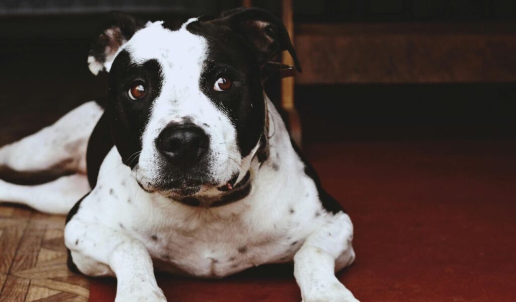 Black and white American Staffordshire Terrier lying down.