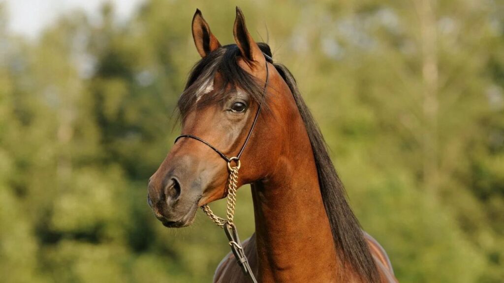 Brown Arabian horse with a black mane and bridle.