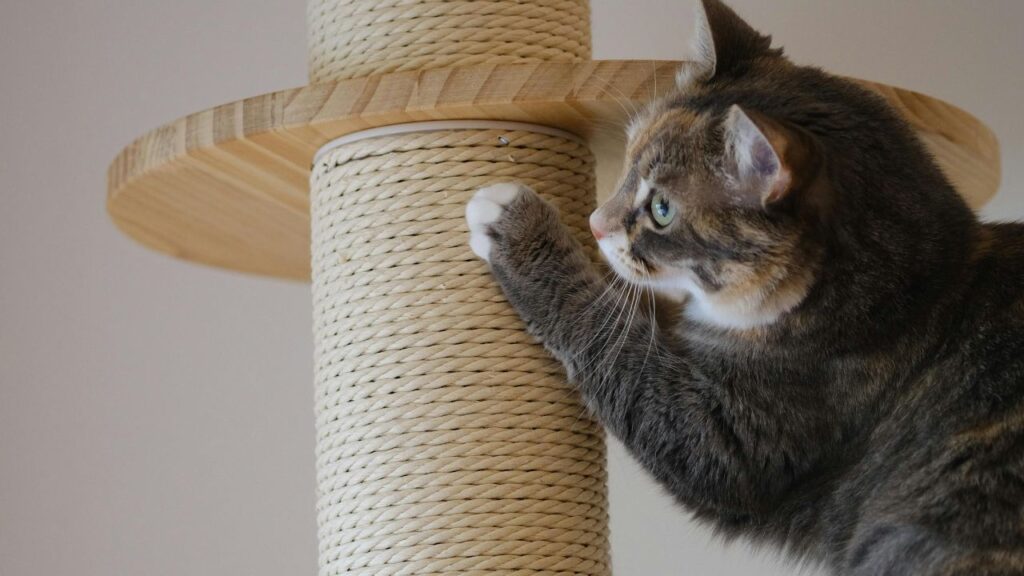 Cat Scratch Post