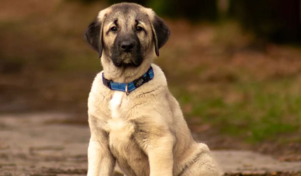 An Anatolian Shepherd puppy sitting on a dirt path wearing a blue collar