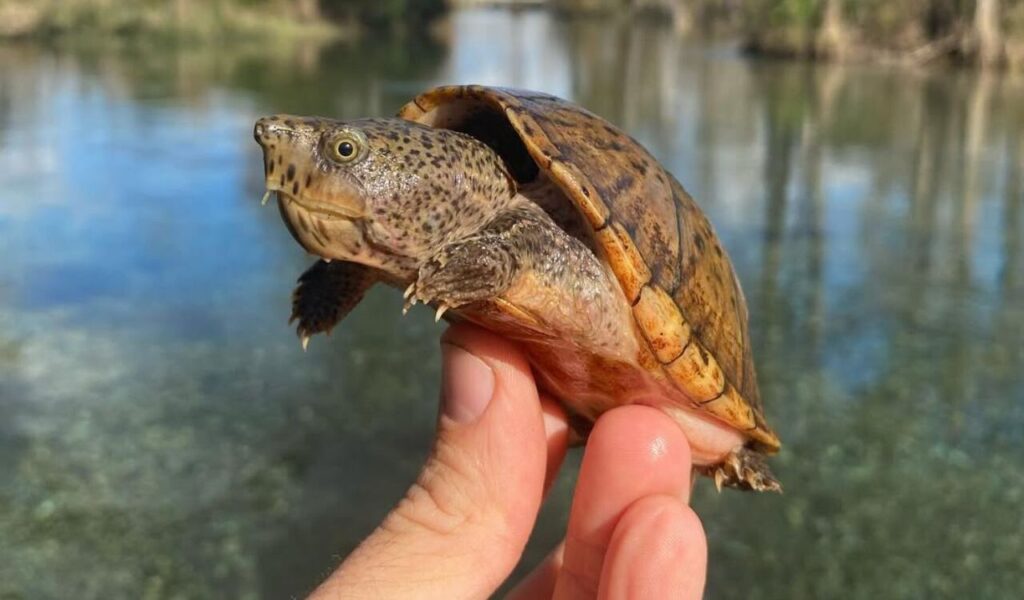 Person holding a small musk turtle near a clear river