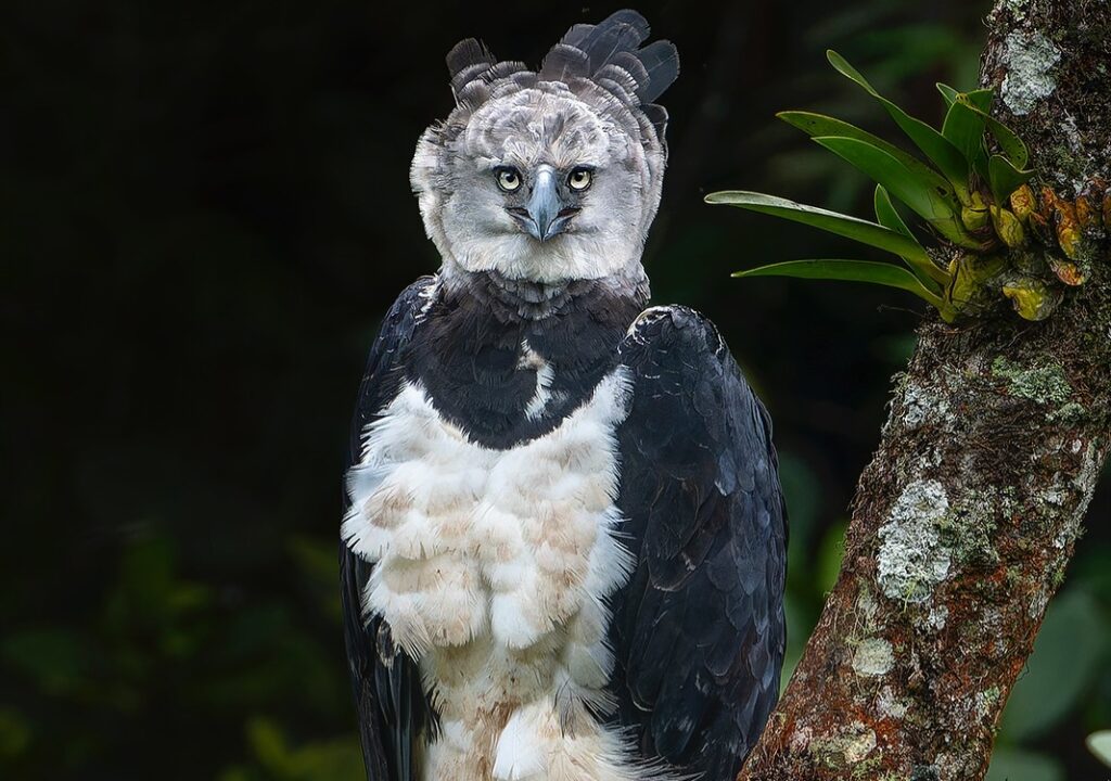 Harpy Eagle standing proudly next to a tree in the wild.