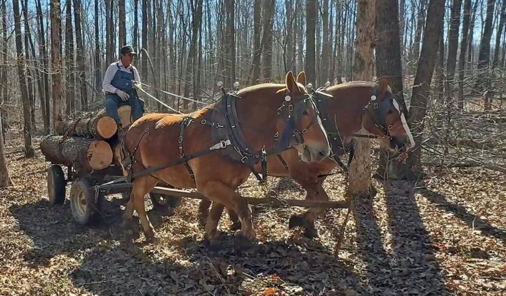 Two Belgian Draft horses pulling a cart loaded with logs through a forest.