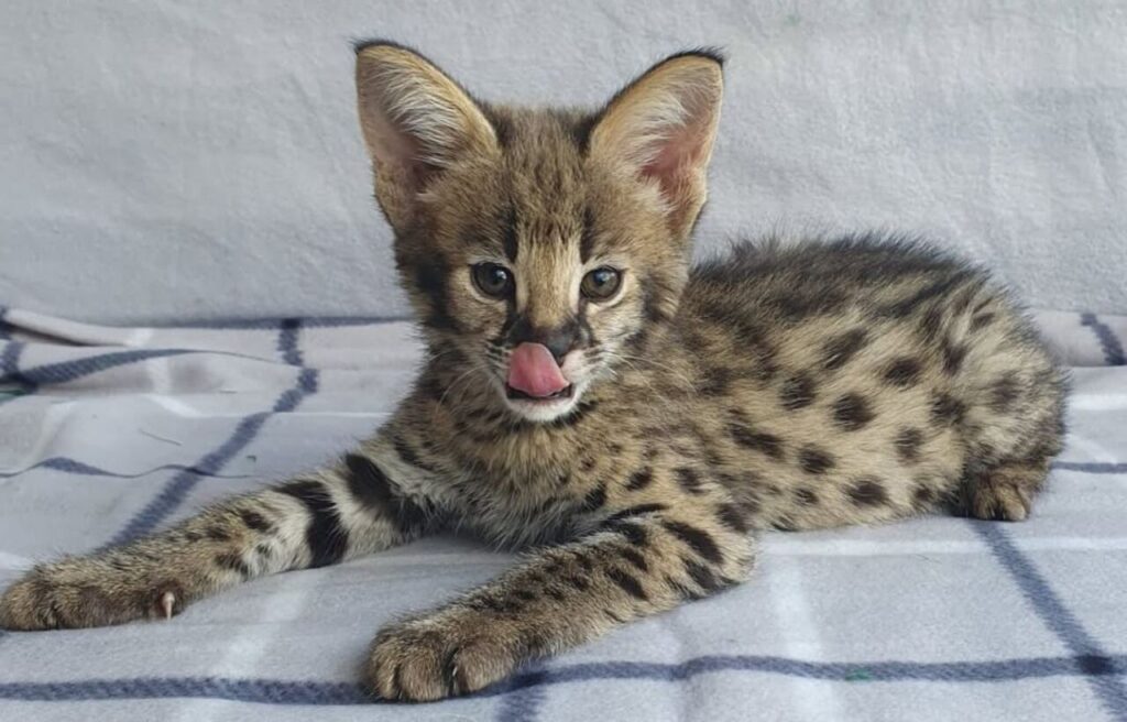 Spotted Savannah kitten licking its nose on a blanket