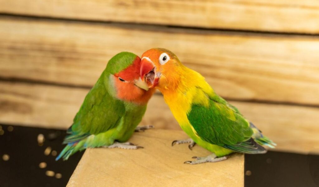 Lovebirds nuzzling on a wooden surface
