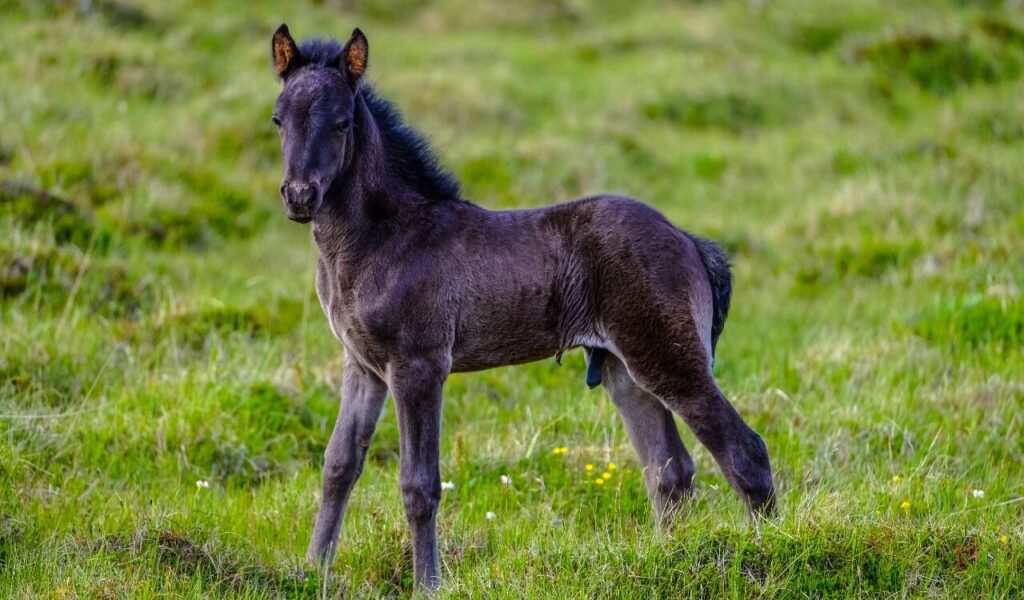 Black pony standing in a green field.