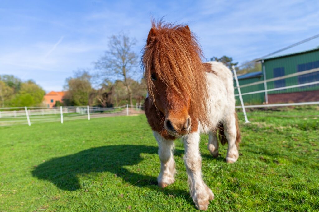 Shetland pony