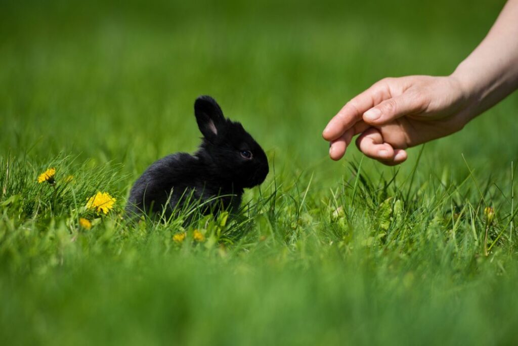 Weal/lethargic rabbit