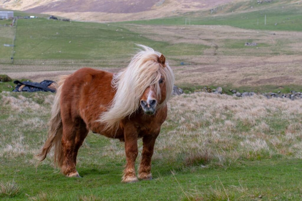 10 Horse Breeds You Should Never Get (If You are Impatient)