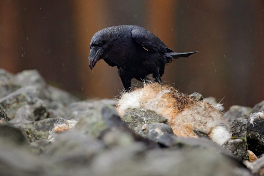 Black crow