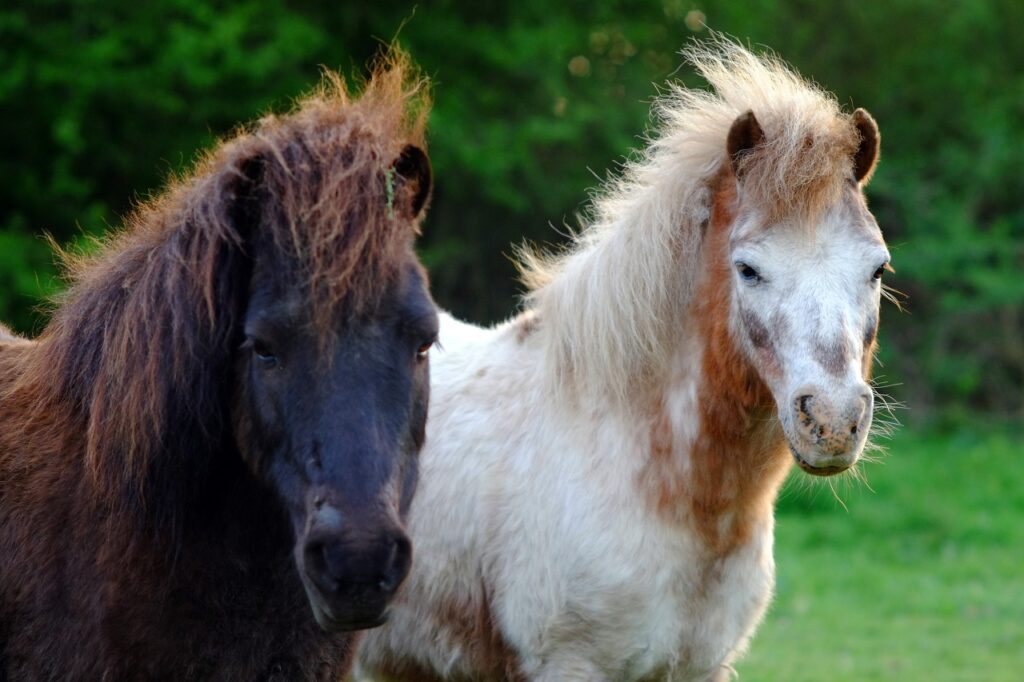 shetland pony