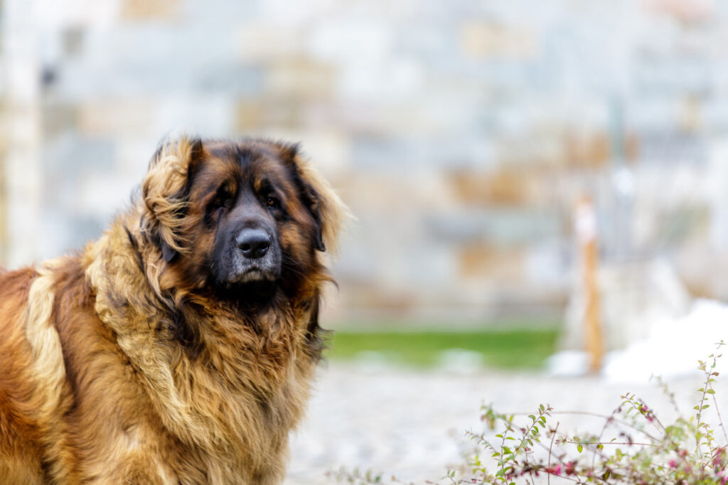 Leonberger