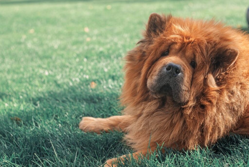 Chow Chow
