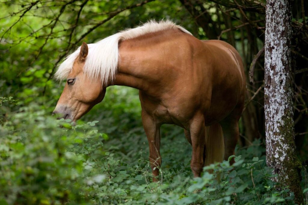 10 Horse Breeds That Bond With You for Life (Not Just the Trail)