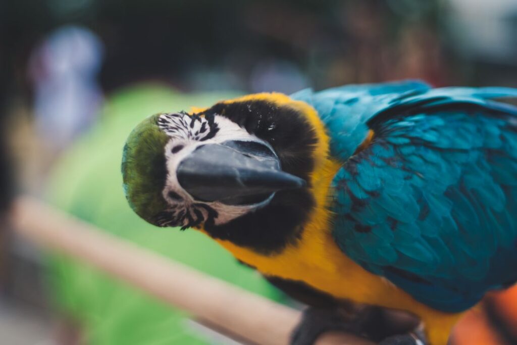 Talking parrot