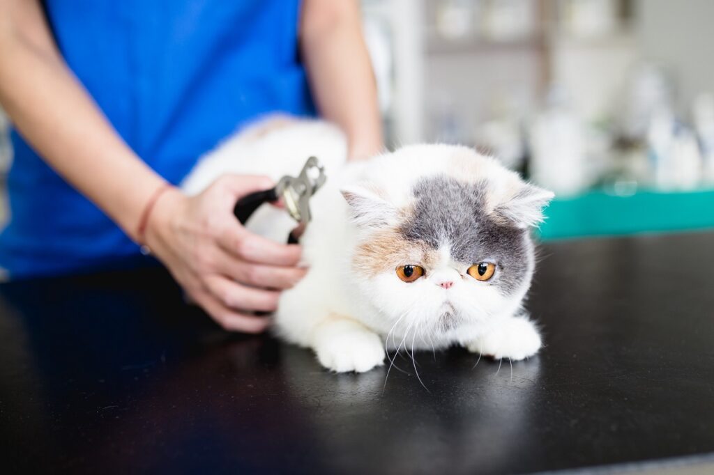 exotic shorthair