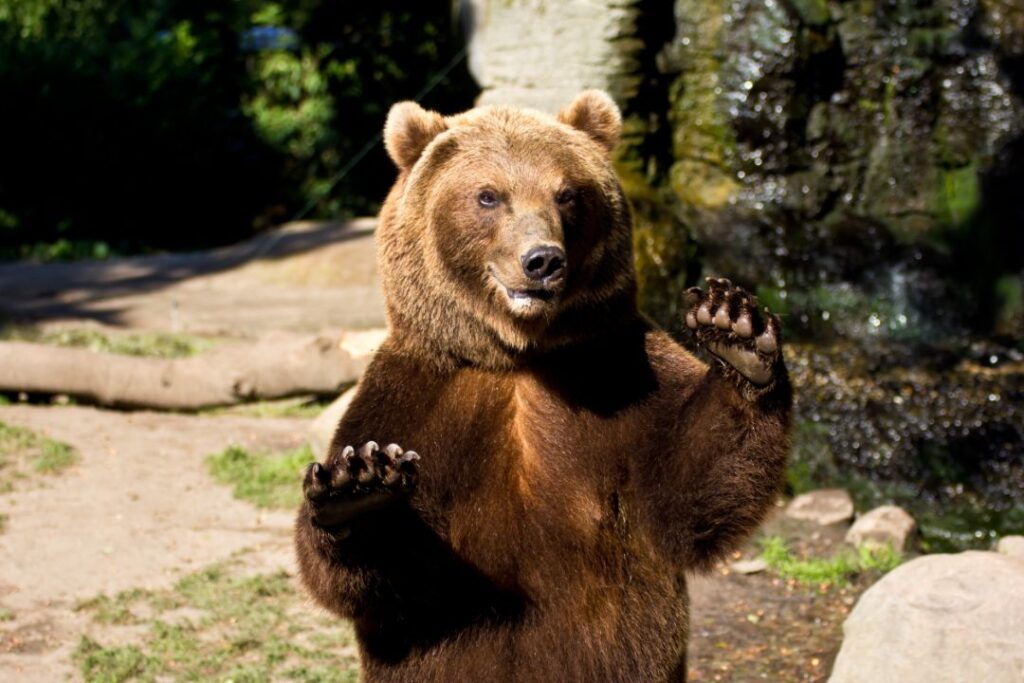 Brown Bear