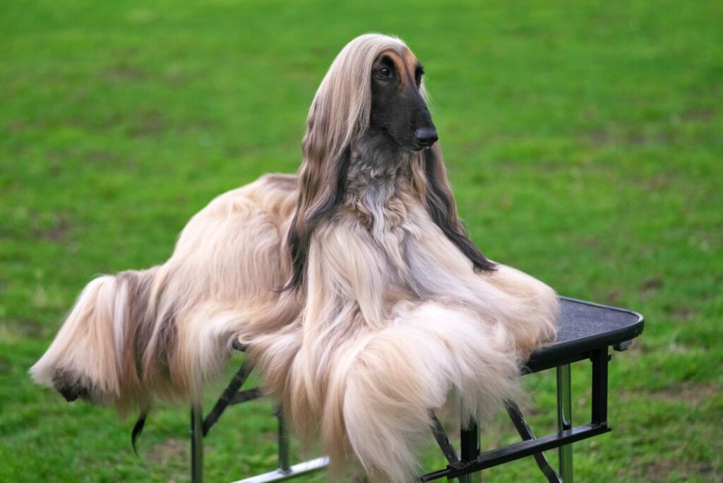 Afghan Hound