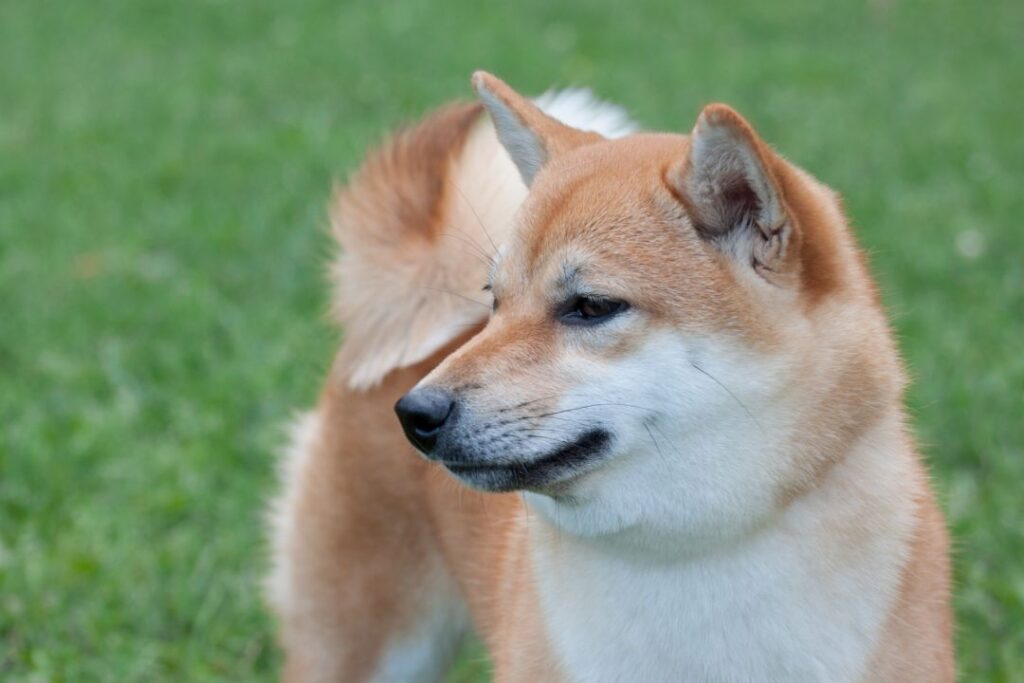 Shiba Inu