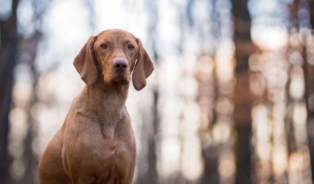 Vizsla standing in a sunlit forest.