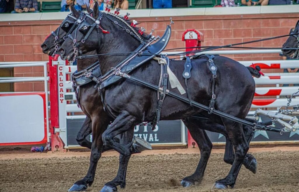 Two black Percheron horses in harness pulling during a competition.